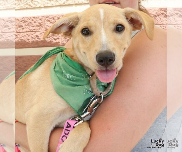 Medium Photo #6 Labrador Retriever-Unknown Mix Puppy For Sale in Washington, DC, USA
