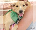 Small #5 Labrador Retriever Mix