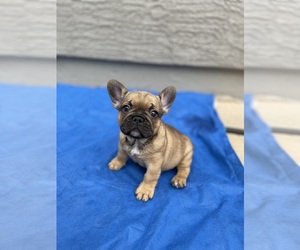 French Bulldog Puppy for sale in BUCKEYE, AZ, USA