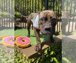 Small #5 American Staffordshire Terrier-Bulldog Mix