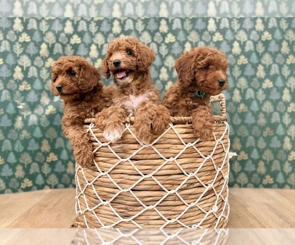 Medium Photo #4 Goldendoodle mix (+ Poodle Miniature) Puppy For Sale in OREM, UT, USA