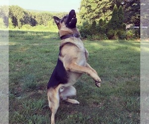 Father of the German Shepherd Dog puppies born on 07/23/2025