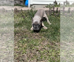 French Bulldog Puppy for Sale in VINELAND, New Jersey USA