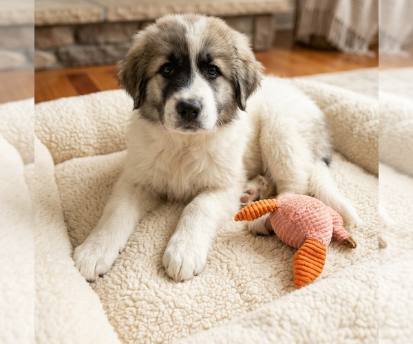 Medium Photo #1 Great Pyrenees Puppy For Sale in Vail, AZ, USA