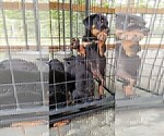 Small Photo #16 Rottweiler Puppy For Sale in RIEGELWOOD, NC, USA