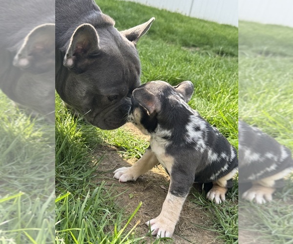 Medium Photo #10 French Bulldog Puppy For Sale in MIDDLEBURY, IN, USA