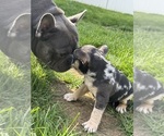 Small #9 French Bulldog