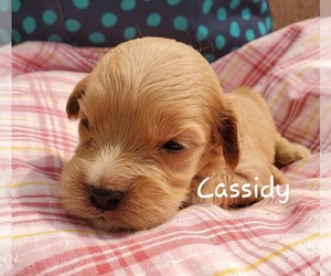 Cavapoo Puppy for sale in COLBY, WI, USA