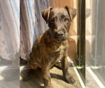 Puppy Cozzie Airedale Terrier-American Pit Bull Terrier Mix