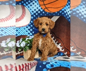 Miniature Labradoodle Puppy for Sale in QUARRYVILLE, Pennsylvania USA