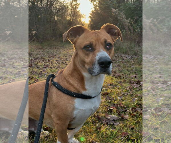 Medium Photo #14 Basset Hound-Unknown Mix Puppy For Sale in Hedgesville, WV, USA