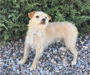 Polite Lil Mr Peanut ~ Calm Cuddle Bunny Terripoo - Male Norfolk Terrier-Poodle (Toy) Mix Dog for Adoption - Photo #3