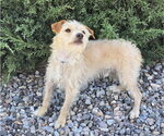 Small Photo #3 Norfolk Terrier-Poodle (Toy) Mix Puppy For Sale in Albuquerque, NM, USA