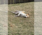 Small #4 American Foxhound Mix