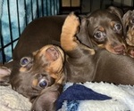 Small Photo #2 Dachshund Puppy For Sale in HUNTINGTON BEACH, CA, USA