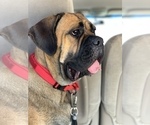 Small Photo #1 Cane Corso Puppy For Sale in ALLEN, TX, USA