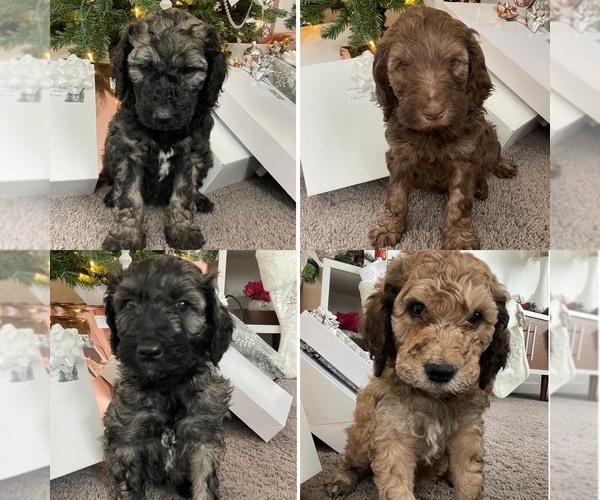 Medium Photo #1 Australian Labradoodle-Poodle (Standard) Mix Puppy For Sale in AMERICAN FORK, UT, USA