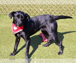 Small #1 Labrador Retriever Mix