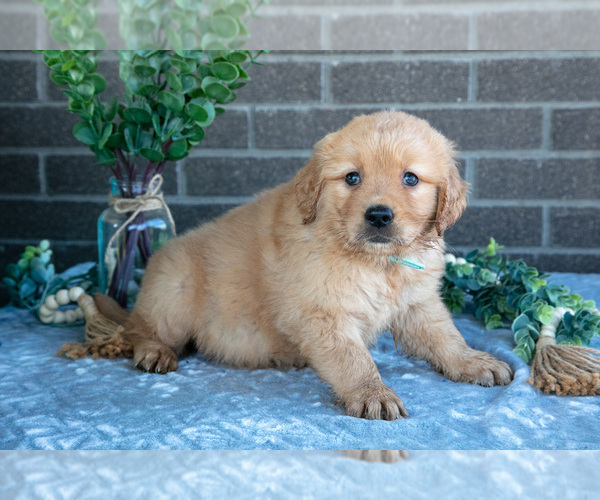 Medium Photo #3 Golden Retriever Puppy For Sale in MILLERSBURG, OH, USA