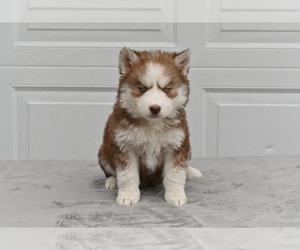 German Shepherd Dog-Siberian Husky Mix Puppy for sale in MILLERSBURG, OH, USA