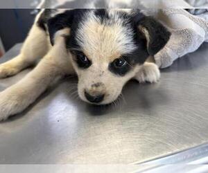 Border Collie-Unknown Mix Dogs for adoption in Visalia, CA, USA