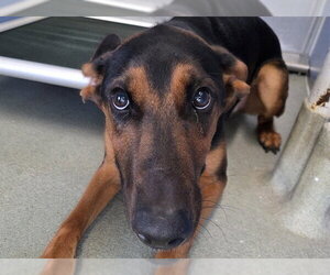 Doberman Pinscher-German Shepherd Dog Mix Dogs for adoption in San Clemente, CA, USA