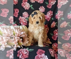 Goldendoodle Dog for Adoption in PEACH BOTTOM, Pennsylvania USA