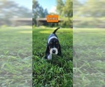 Puppy Spike Basset Hound