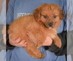 Small #1 Australian Shepherd Mix