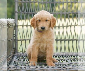 Golden Retriever Puppy for sale in GAP, PA, USA