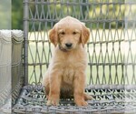 Image preview for Ad Listing. Nickname: Pepper