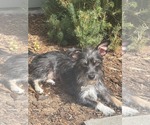 Small Photo #3 Mutt Puppy For Sale in Littleton, CO, USA