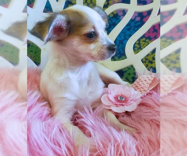 Medium Photo #3 Chihuahua-Unknown Mix Puppy For Sale in Tustin, CA, USA