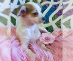 Small #2 Chihuahua Mix