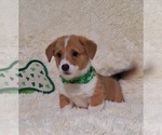 Small Photo #35 Pembroke Welsh Corgi Puppy For Sale in ARROYO GRANDE, CA, USA