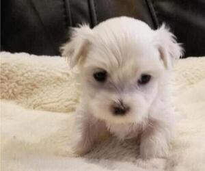 Maltese Puppy for sale in DAYTON, OH, USA