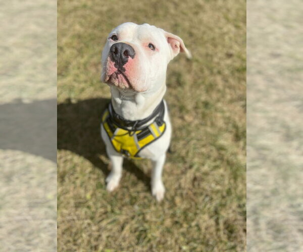 Medium Photo #8 American Bulldog Puppy For Sale in Pacolet, SC, USA