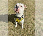 Small #7 American Bulldog