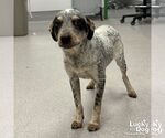 Small #3 Mutt
