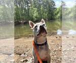 Small #11 Bulldog Mix
