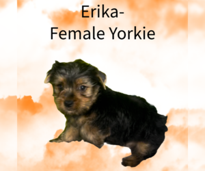 Yorkshire Terrier Puppy for sale in AZLE, TX, USA