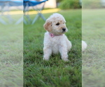 Small Photo #5 Goldendoodle Puppy For Sale in FREDONIA, KY, USA