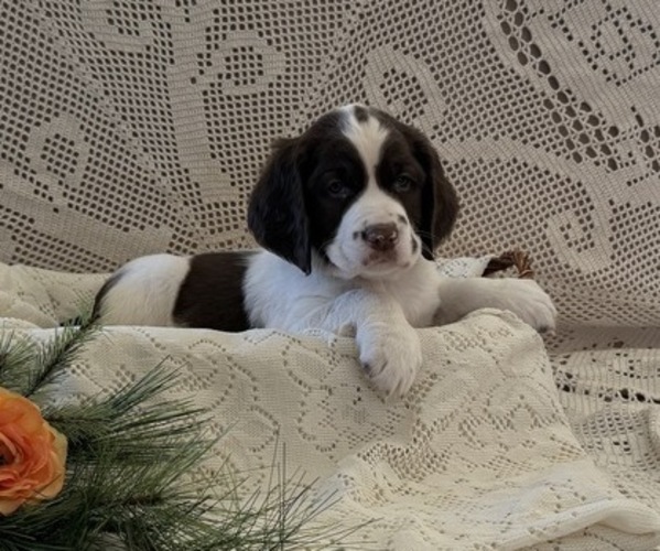 Medium Photo #1 English Springer Spaniel Puppy For Sale in OWEN, WI, USA