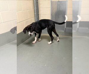 Labrador Retriever-Unknown Mix Dogs for adoption in garner, NC, USA