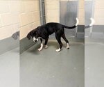 Small Labrador Retriever Mix
