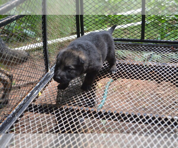 Medium Photo #9 German Shepherd Dog Puppy For Sale in POWDER SPRINGS, GA, USA