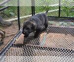 Small Photo #9 German Shepherd Dog Puppy For Sale in POWDER SPRINGS, GA, USA