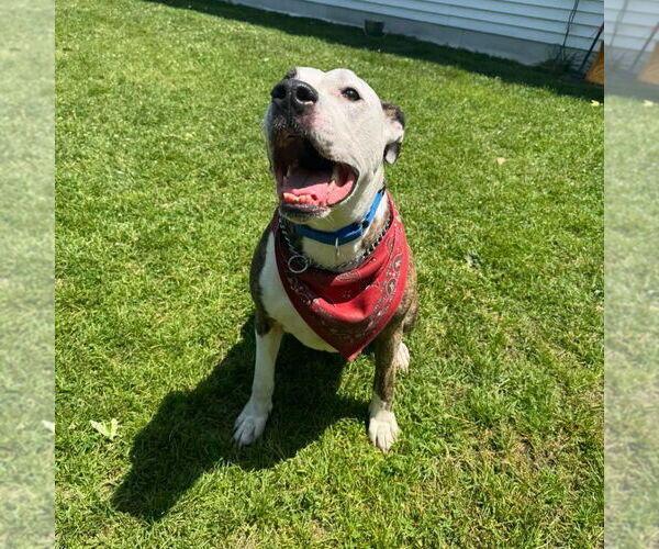 Medium Photo #4 American Pit Bull Terrier-Unknown Mix Puppy For Sale in Muskegon, MI, USA
