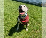 Small #3 American Pit Bull Terrier Mix