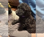 Small Photo #3 Goldendoodle Puppy For Sale in LINCOLN, NE, USA